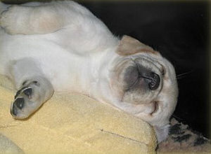 Auch der groe "Kuschelhund" ist als Schlafplatz nach wie vor sehr beliebt....